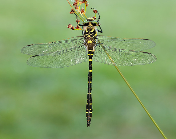 Golden-ringed Dragonfly Cordulegaster boltonii