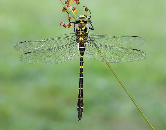 Golden-ringed Dragonfly Cordulegaster boltonii