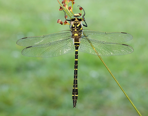 Golden-ringed Dragonfly Cordulegaster boltonii