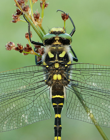 Golden-ringed Dragonfly Cordulegaster boltonii