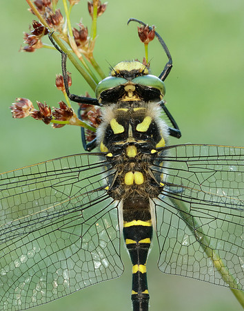 Golden-ringed Dragonfly Cordulegaster boltonii