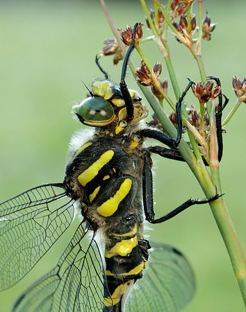 Golden-ringed Dragonfly Cordulegaster boltonii