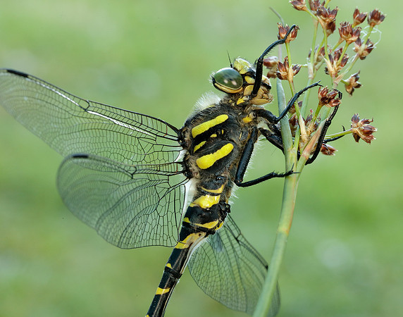Golden-ringed Dragonfly Cordulegaster boltonii