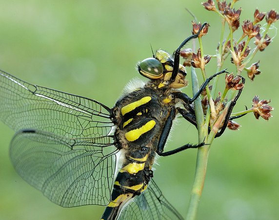 Golden-ringed Dragonfly Cordulegaster boltonii