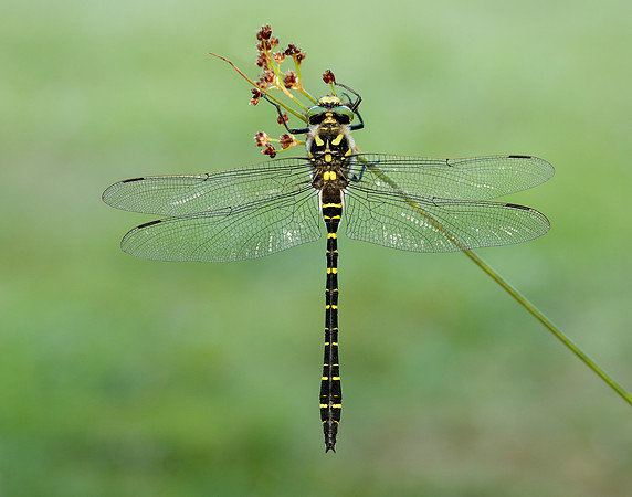 Golden-ringed Dragonfly Cordulegaster boltonii