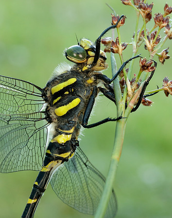Golden-ringed Dragonfly Cordulegaster boltonii