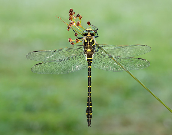 Golden-ringed Dragonfly Cordulegaster boltonii