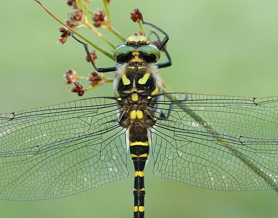 Golden-ringed Dragonfly Cordulegaster boltonii