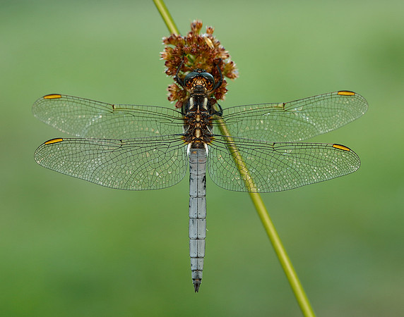 Keeled Skimmer Orthetrum coerulescens