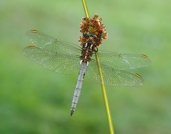 Keeled Skimmer Orthetrum coerulescens