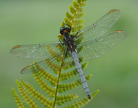 Keeled Skimmer Orthetrum coerulescens