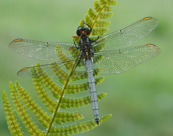 Keeled Skimmer Orthetrum coerulescens