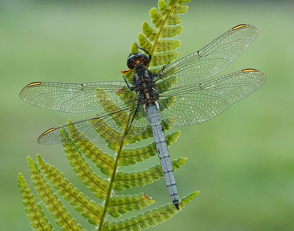 Keeled Skimmer Orthetrum coerulescens