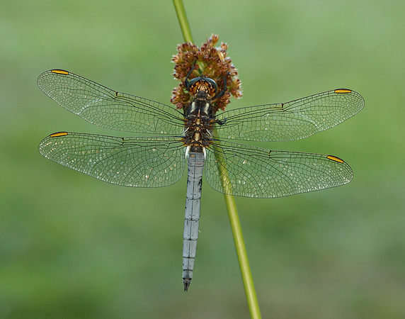 Keeled Skimmer Orthetrum coerulescens