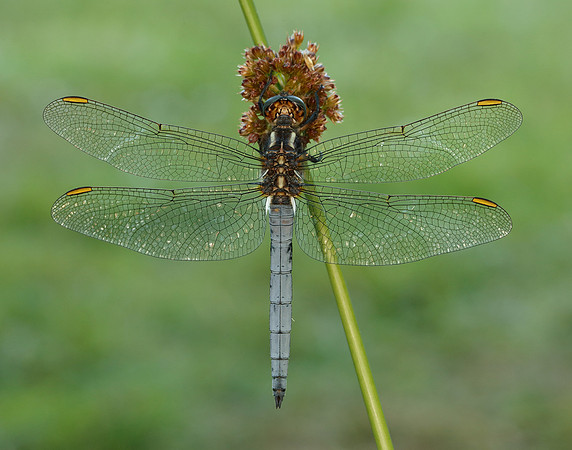 Keeled Skimmer Orthetrum coerulescens