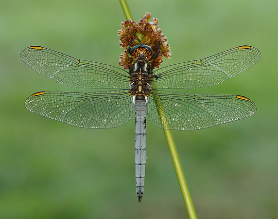 Keeled Skimmer Orthetrum coerulescens