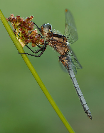 Keeled Skimmer Orthetrum coerulescens