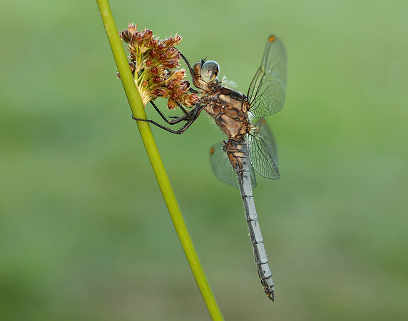 Keeled Skimmer Orthetrum coerulescens