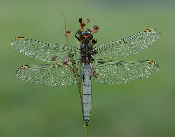 Keeled Skimmer Orthetrum coerulescens