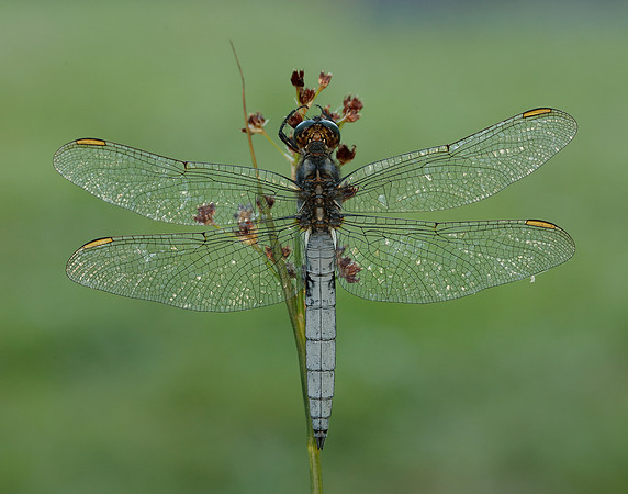 Keeled Skimmer Orthetrum coerulescens