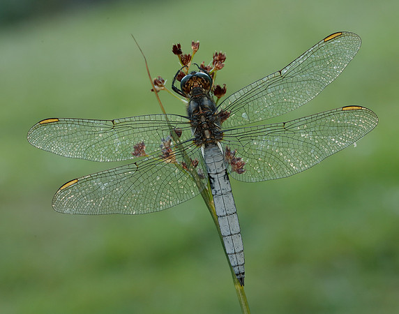 Keeled Skimmer Orthetrum coerulescens