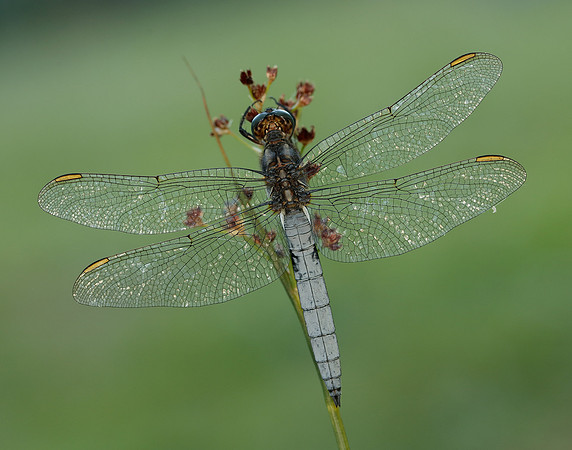 Keeled Skimmer Orthetrum coerulescens