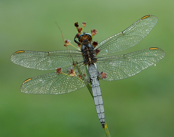 Keeled Skimmer Orthetrum coerulescens