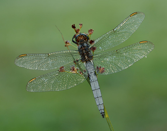 Keeled Skimmer Orthetrum coerulescens