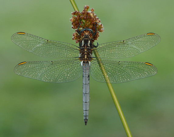 Keeled Skimmer Orthetrum coerulescens