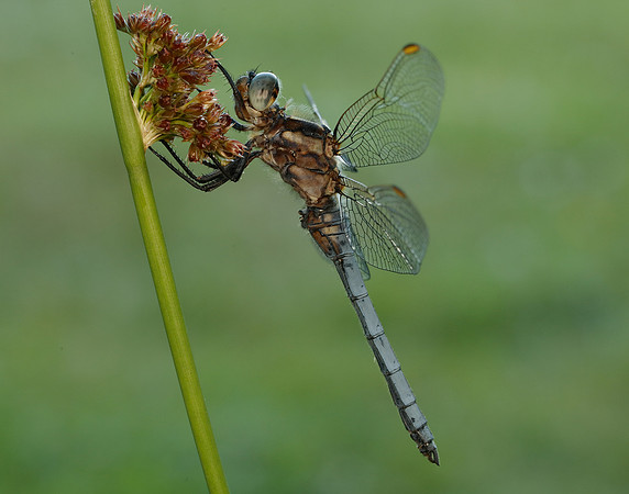 Keeled Skimmer Orthetrum coerulescens