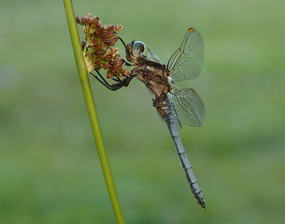 Keeled Skimmer Orthetrum coerulescens