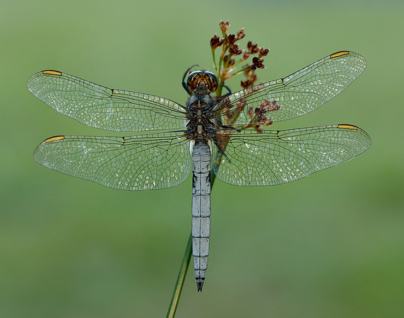 Keeled Skimmer Orthetrum coerulescens