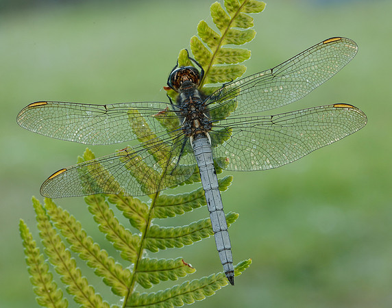 Keeled Skimmer Orthetrum coerulescens