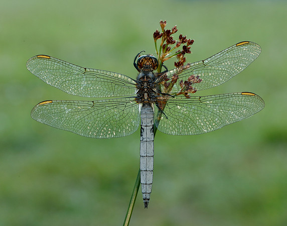 Keeled Skimmer Orthetrum coerulescens