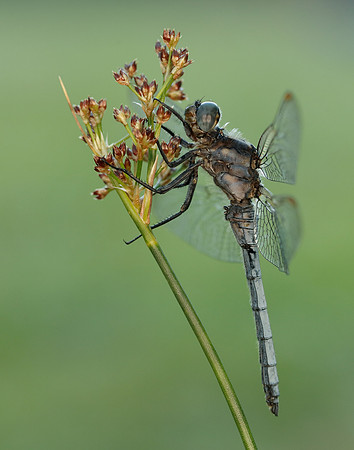 Keeled Skimmer Orthetrum coerulescens