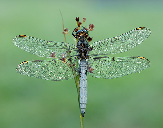 Keeled Skimmer Orthetrum coerulescens