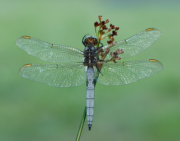 Keeled Skimmer Orthetrum coerulescens