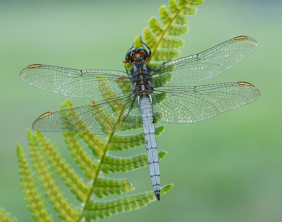 Keeled Skimmer Orthetrum coerulescens