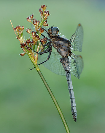 Keeled Skimmer Orthetrum coerulescens