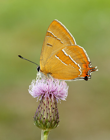 Brown Hairstreak Thecla betulae