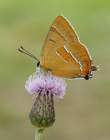 Brown Hairstreak Thecla betulae