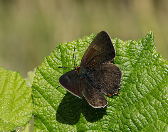 Brown Hairstreak Thecla betulae