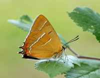 Brown Hairstreak Thecla betulae
