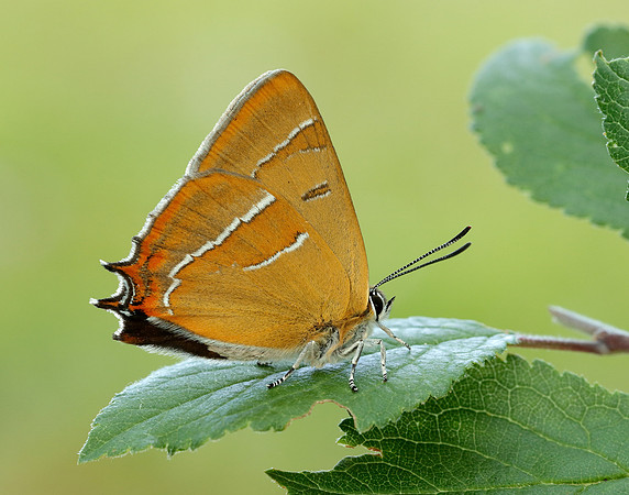 Brown Hairstreak Thecla betulae