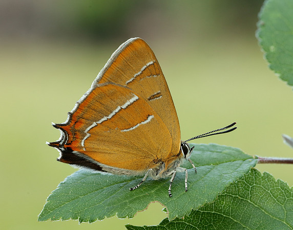 Brown Hairstreak Thecla betulae