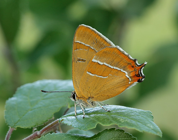 Brown Hairstreak Thecla betulae