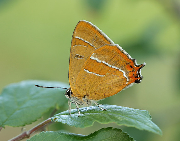 Brown Hairstreak Thecla betulae