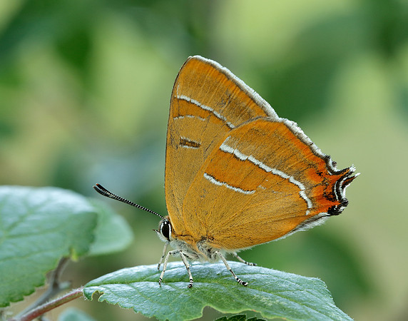 Brown Hairstreak Thecla betulae