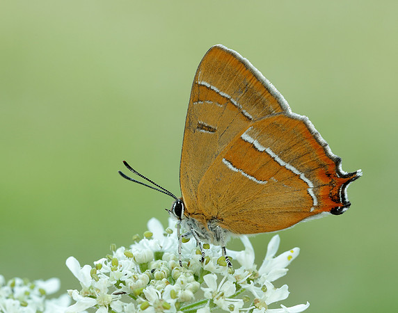 Brown Hairstreak Thecla betulae