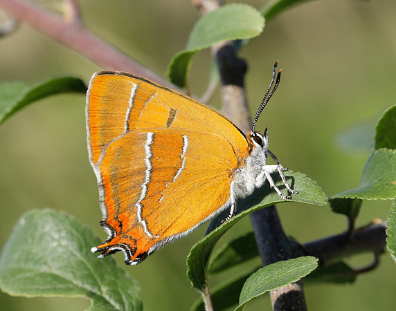 Brown Hairstreak Thecla betulae